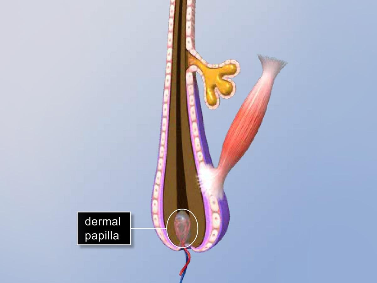Cross-section illustration of a single hair follicle with the dermal papilla circled and labeled at its base, where small blood vessels enter
