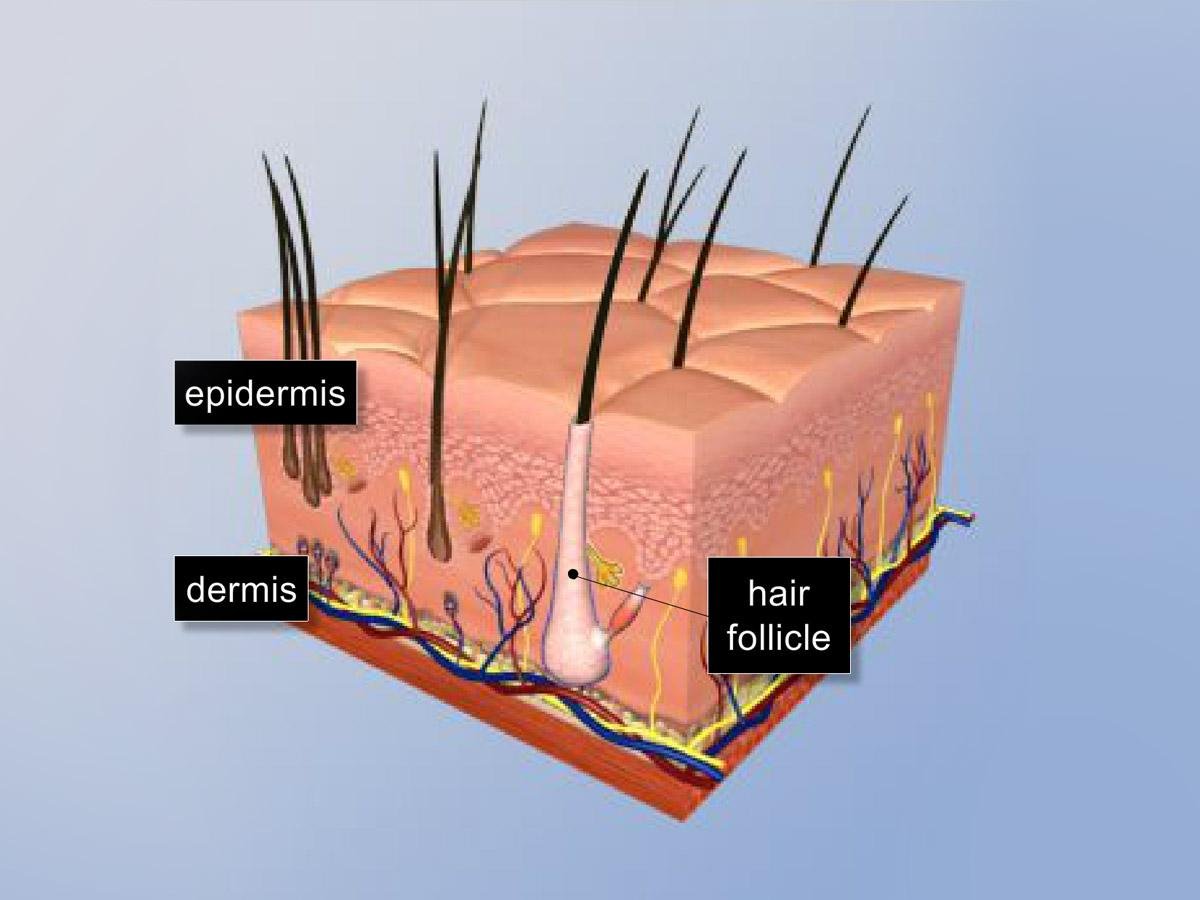 Cross-section illustration of skin labeled epidermis, dermis and hair follicle: hairs grow from follicles that reach down through the epidermis into the dermis